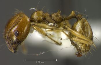 Media type: image;   Entomology 34385 Aspect: habitus lateral view